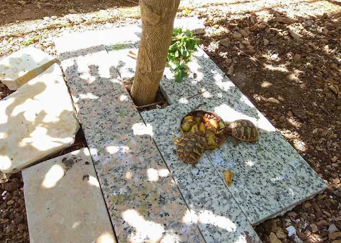 With Parking Space Sali, Dugi Otok - 8181 Апартаменты